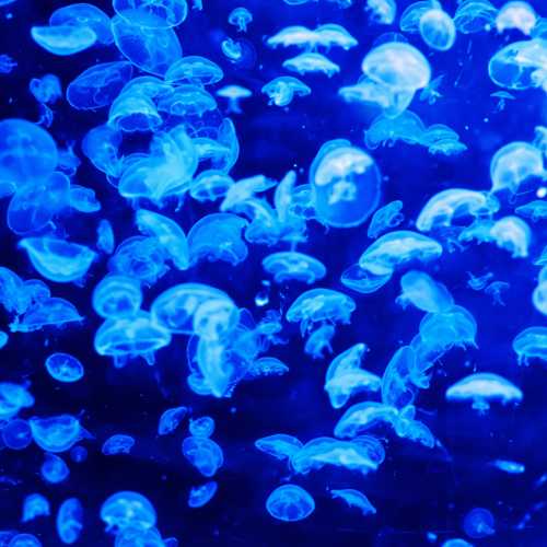 coarse screen - jellyfish - Hubert